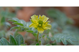 Tribulus terrestris