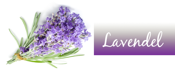 Lavendel – medizinisch bestätigte Wirkungen