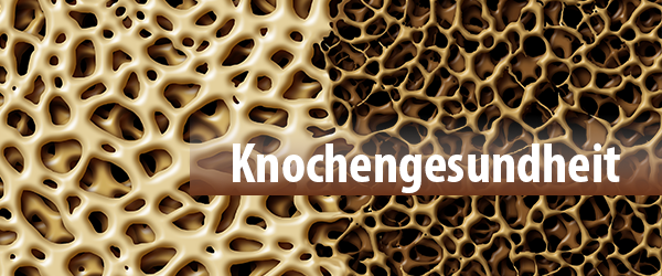 Grundlagen zur Knochengesundheit