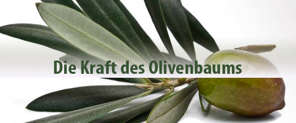 Die wertvollen Eigenschaften der Olivenblätter