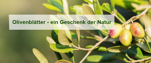 Die vielfältigen gesundheitsfördernden Eigenschaften des Olivenblatt-Extrakts