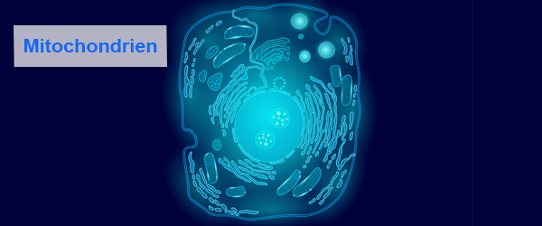 Die Bedeutung der Mitochondrien