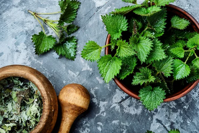 Rezept: Brennessel-Pesto