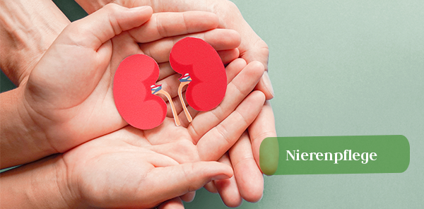 Nieren, die Filter des menschlichen Körpers