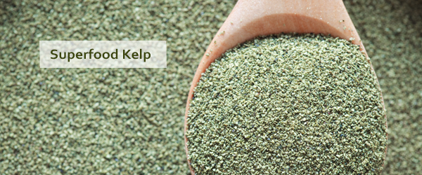 Superfood Kelp