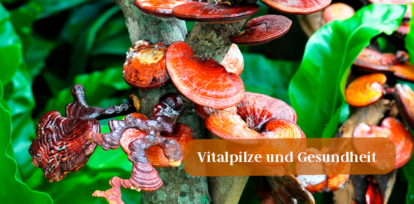 Vitalpilze: Die Heilkraft aus der Natur!