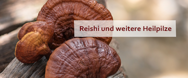 Vitalpilze und ihre heilsame Wirkung