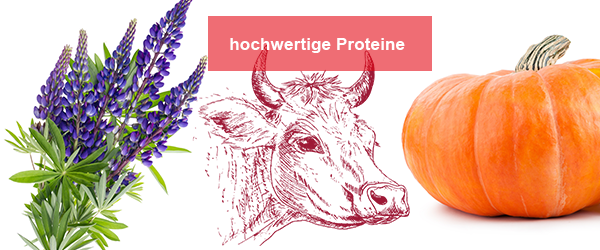 Hochwertige Proteine pflanzlichen und tierischen Ursprungs