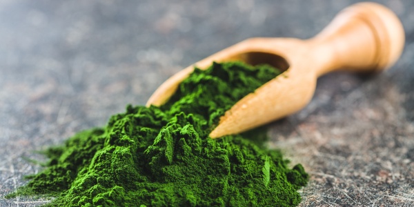 Chlorella-Algen als Pulver 