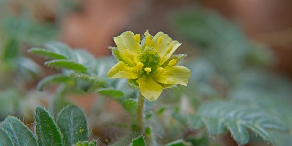 Tribulus terrestris