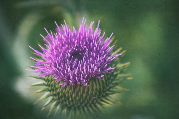 Mariendistel